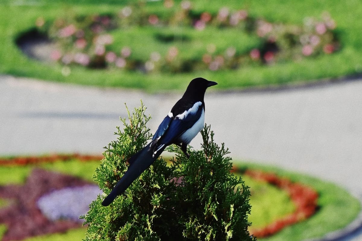 a black and white bird standing on a tree in a park