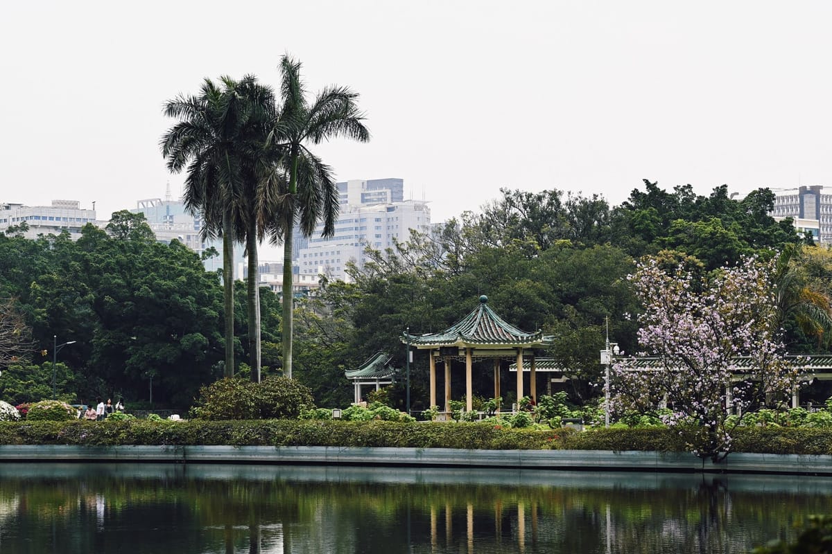 A Chinese garden with traditional pavilion, palm trees, pink flowering tree, near a lake. Behind are modern tall buildings